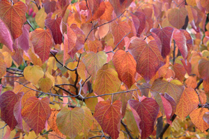 Judasbaum Cercis Forest Pansy herbst