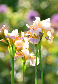 Iris sibirica in orange