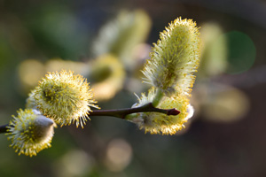 Weidekätzchen männlich Salix caprea