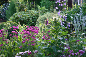 Verbascum Silene Garten Sommer