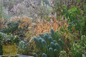 Herbst Winter Miscanthus Euphorbia