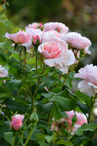 Rose rosa Kordes