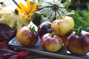 Tomate Great White Purple