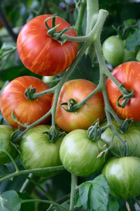 Tigerella Tomate