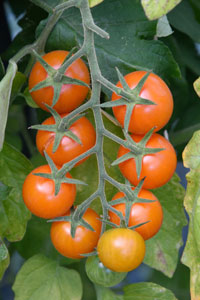 Tomate Sungold