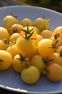 Tomate mirabelle
