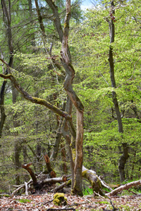 Edersee nationalpark Wald Buche